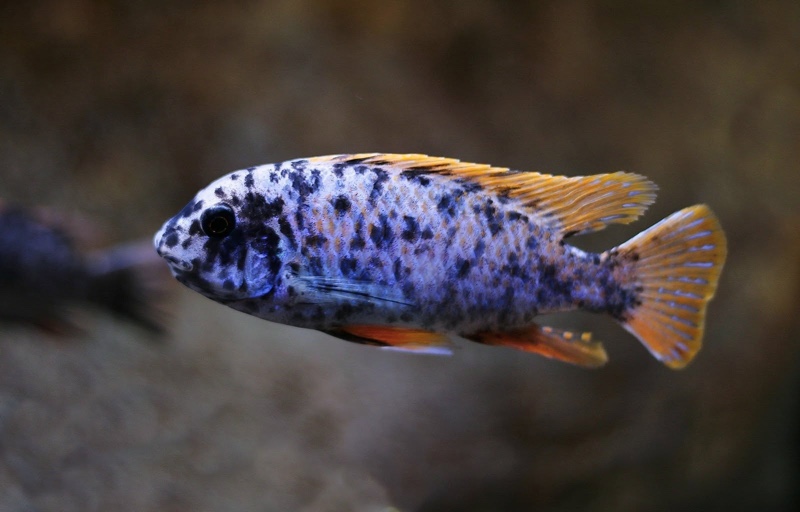 Labeotropheus fuelleborni 'Mitande Reef (Rocks)'